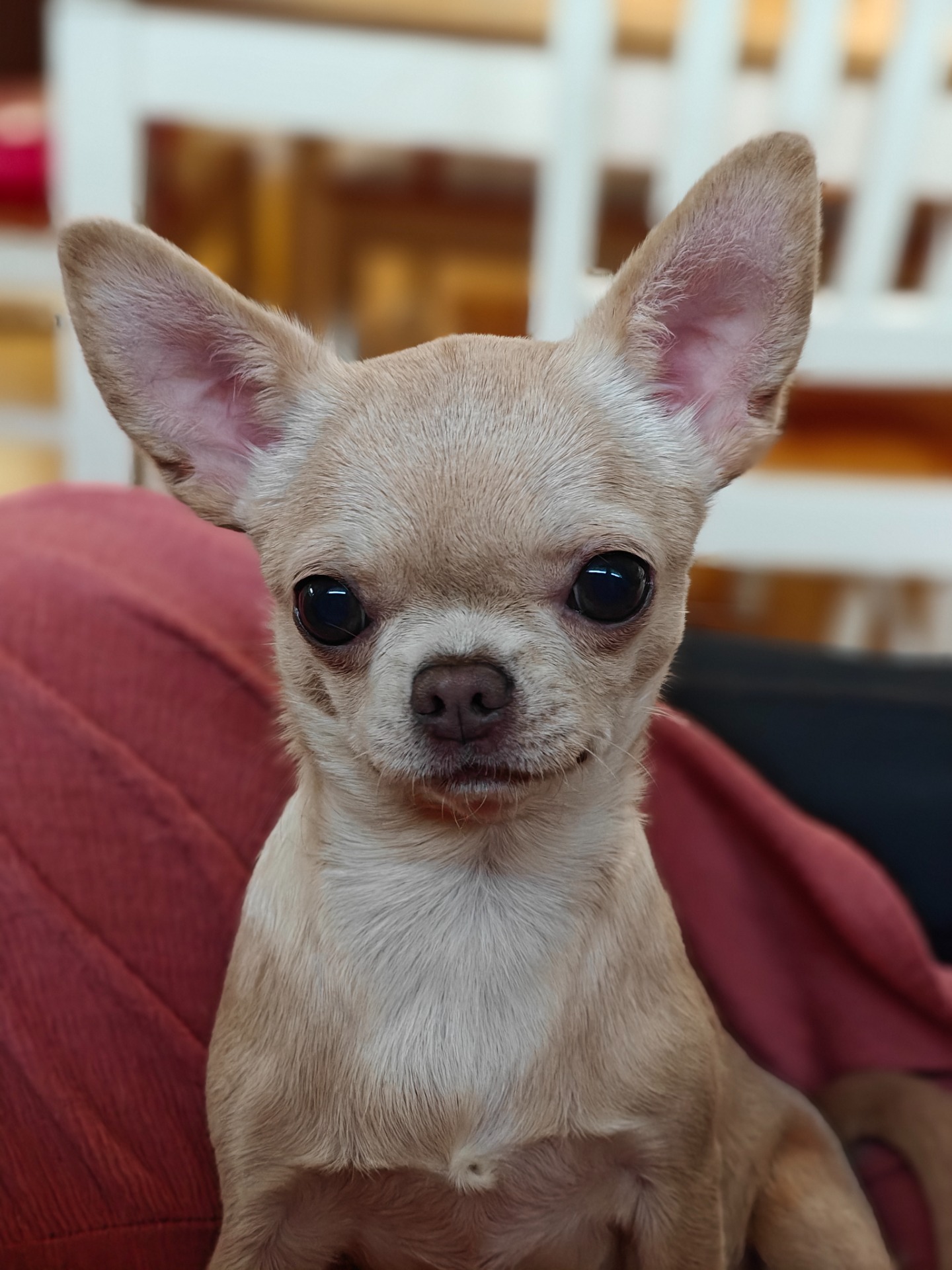 Hemmilin Lady Of The House Speaking