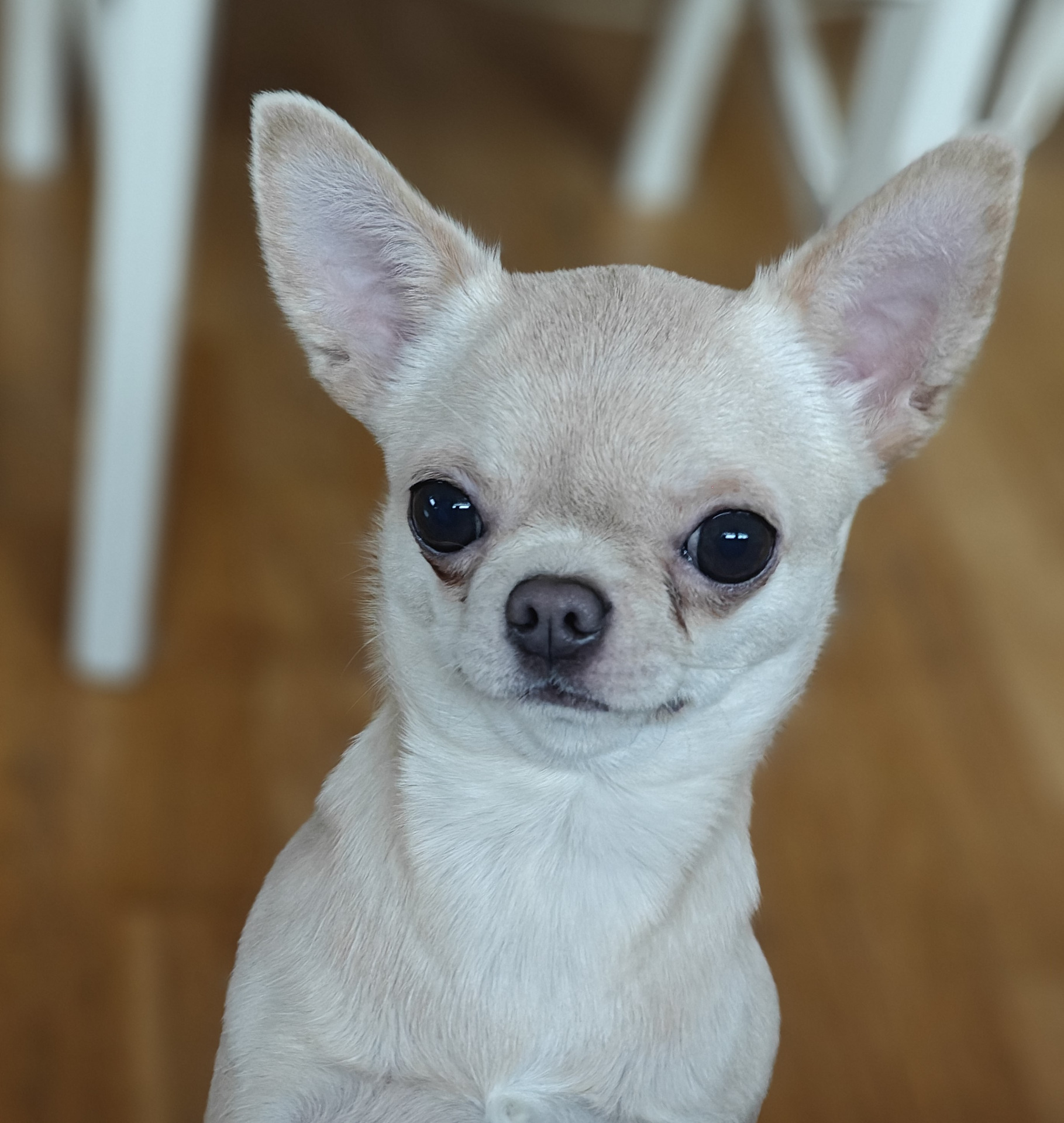 Hemmilin Lady Of The House Speaking