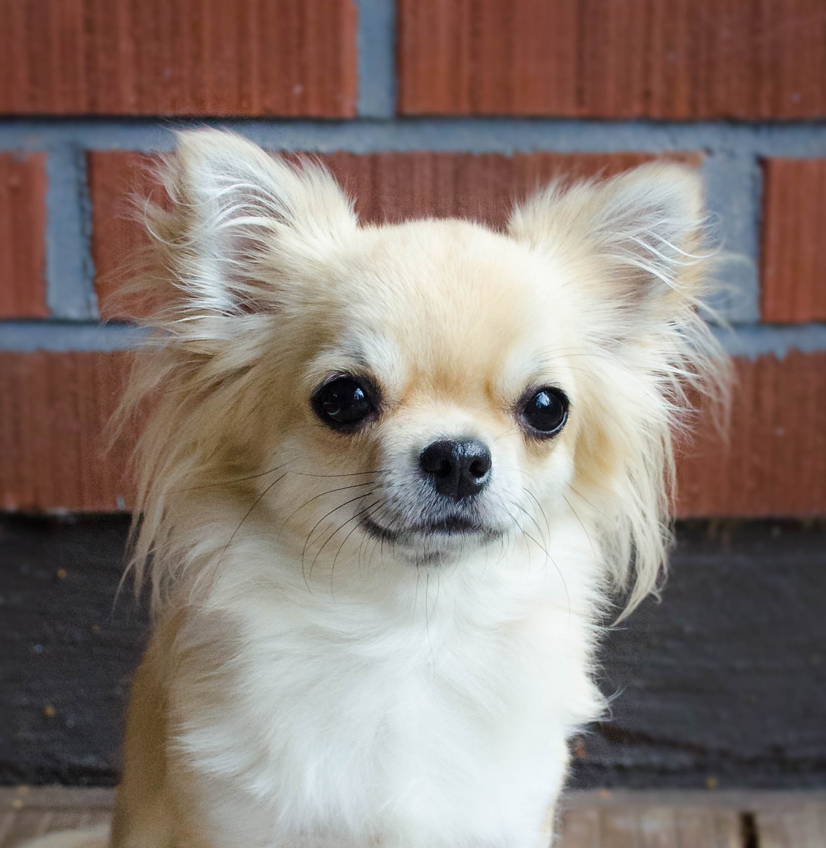 Hemmilin You're The Song I Love To Sing